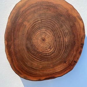 1 solid elm wood slice 10 inch in diameter elm slices Elm elm Circles Wooden slices Tree slices wood slices Rustic wood pieces Wooden slices