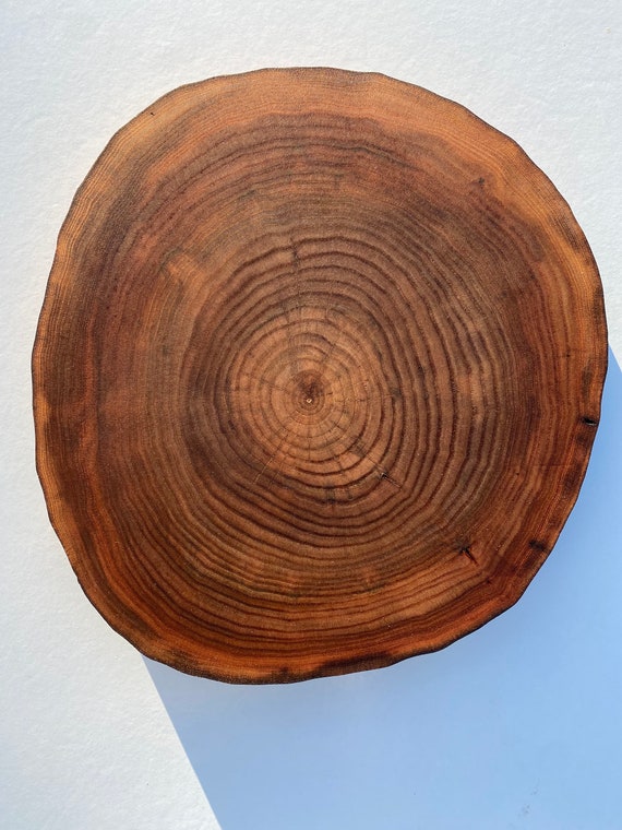 1 Solid Elm Wood Slice 10 Inch in Diameter Elm Slices Elm Elm Circles Wooden  Slices Tree Slices Wood Slices Rustic Wood Pieces Wooden Slices 