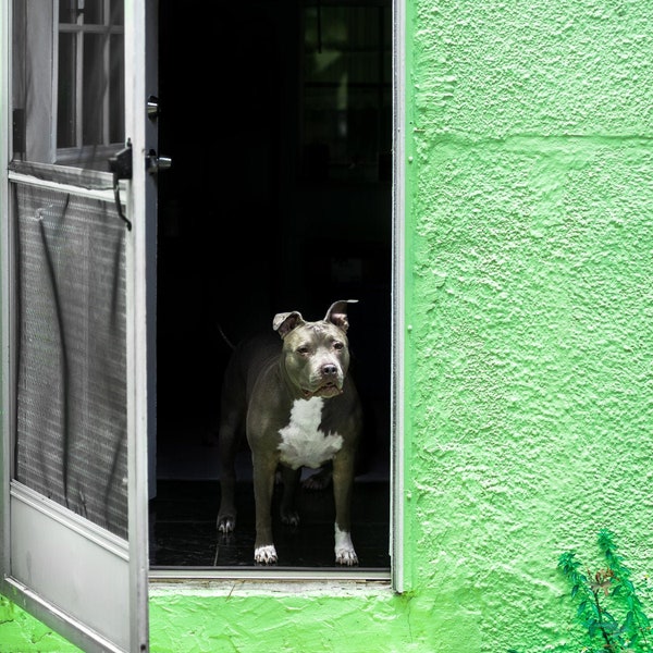 Pitbull Photograph, Lime Green, Blue Nose, Dog, Man's Best Friend, Puppy, Bully Breed, Open Door, On Guard, Canine, Large Print, Wall Art