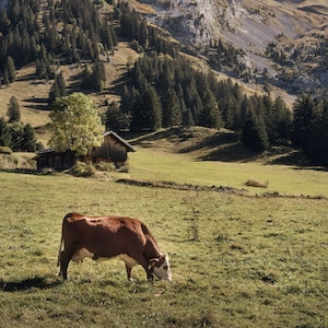 Fotografia de paisagem de vaca da Suíça, vista para a montanha, cartão postal, vale, arte de parede, cabana, verão, letras grandes