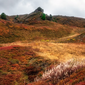 Swiss Mountain Fall Foilage Landscape Photograph, Autumn, Wildflowers, Nature, Colorful, Moody, Alps, Nature, Wall Art, Large Print