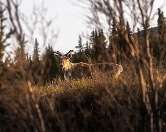 Early Morning Caribou Photograph, Alaska Reindeer, Wildlife, Antlers, Forestry, Upclose, Portrait, Wall Art, Large Print, Free, Deer Art