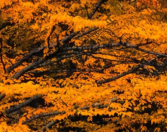 Könnte beinhalten: Eine Nahaufnahme eines Baumes mit leuchtend gelben Blättern. Die Blätter sind dicht gepackt und erzeugen eine reiche, goldene Textur. Die Äste sind sichtbar und verleihen dem Bild Tiefe und Dimension.