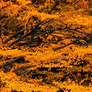 Fall Autumn Orange Landscape Photograph, Rich Foliage Art, Leaf Season, Amber Colors, Seasons, Abstract, Wall Art, Large Print