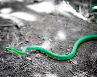 Willkommen im Dschungel Fotografie, Grüne Schlange, Reptil, Portrait, Gefahr, Waage, Wild, klein, groß Druck, Wandkunst