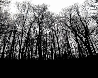 Black Woods Photograph, Deep Forest, Scary Trees, Silhouette, Cold, Shadows, Woods, Wall Art, Large Print