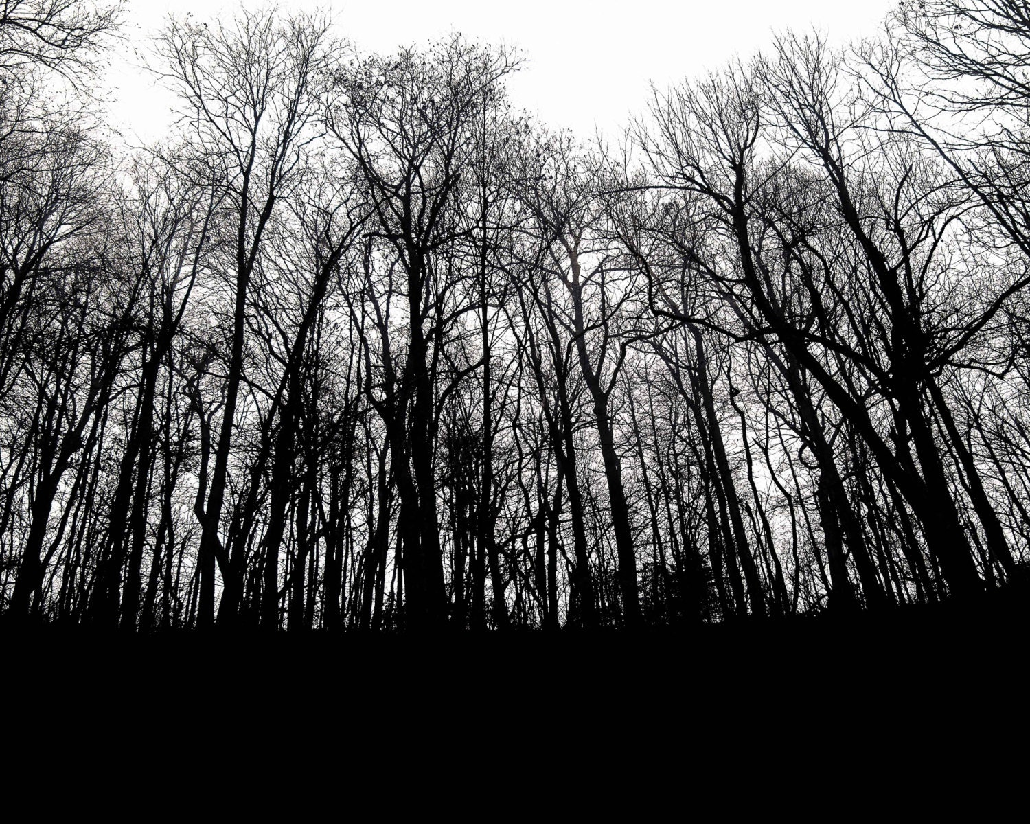 Black Woods Photograph, Deep Forest, Scary Trees, Silhouette