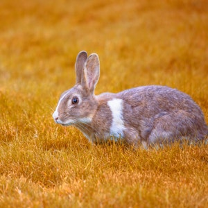 Fotografia di coniglio selvatico, arancione brillante, coniglio, fauna selvatica, erba, stagione autunnale, ritratto, da vicino, Pasqua, arte murale, stampa grande