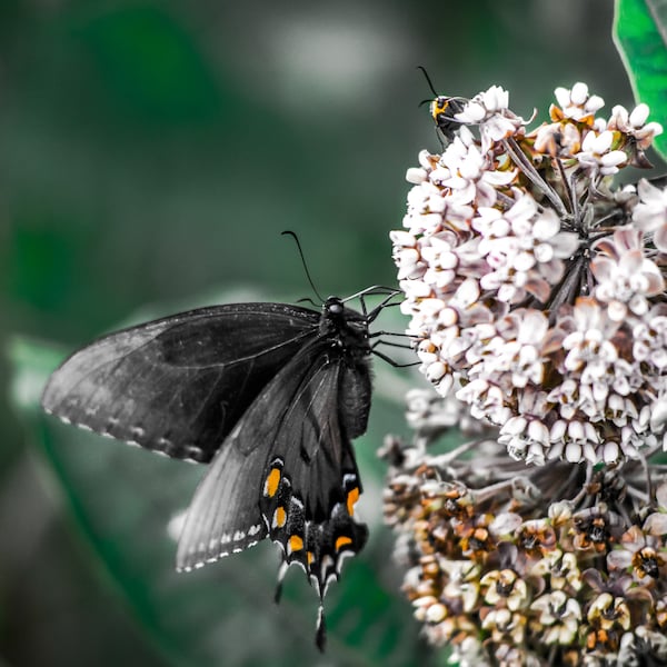 Spring Butterfly Photograph, Macro, Nature, Close Up, Insect, Spring, Seasonal, Flora, Flower Bee, Green and Yellow, Large Print, Wall Art