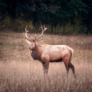Fotografia di alce, fauna selvatica, toro maschio, scenico, montagne fumose, arte di animali, ritratto, fauna selvatica, natura, stampa grande, arte da parete