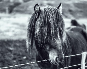 Icelandic Horse Photograph, Animal Portrait, Wildlife, Horse Art, Wall Art, Large Print