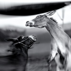 The Dance Photograph, Donky, Scuffle, Intense, Jackass, Fight, Wildlife, Motion, Blur, Lifestyle, Farm Life, Snarl, Wall Art, Large Print