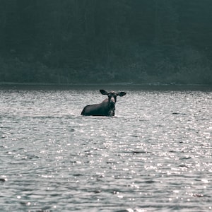 Moose In Lake Photograph, Wildlife, Moose Art, Montana Game, Large Print, Wall Art