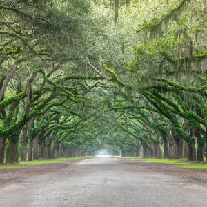 Foto landgoed Wormsloe, savanne, historische plek, eikenhouten baldakijn, groen, plantage, ingang, grote letter, kunst aan de muur