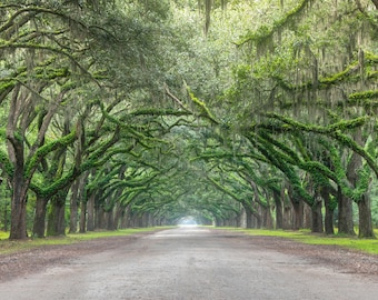 Wormsloe Objekt Fotografie, Savannah, Historische Seite, Eichendach, Grün, Plantage, Eingang, Großdruck, Wandkunst