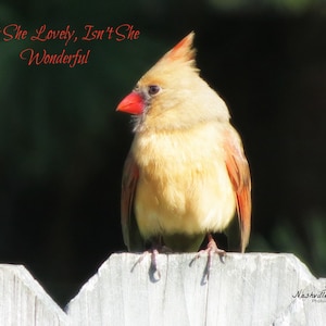 Female Cardinal - Isn&#39;t She Lovely