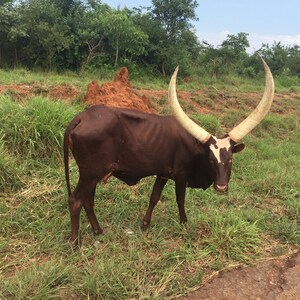 May include: A brown and white cow with long, curved horns stands in a grassy field. The cow has a white patch on its face and a white stripe down its back.