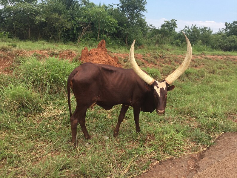 May include: A brown and white cow with long, curved horns stands in a grassy field. The cow has a white patch on its face and a white stripe down its back.