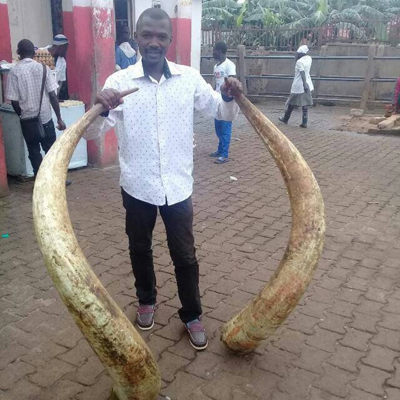 May include: A man is holding two large ivory tusks, which are curved and have a yellowish-brown color. He is standing on a brick walkway.