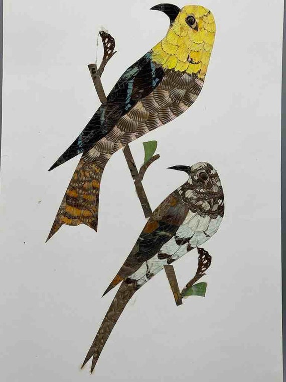 貴重！熱帯蝶羽絵