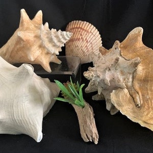 Variety Collection and Size Large Pink Queen Conch Seashell - Vintage Large Conch - Nautical Beach Décor