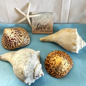 May include: A collection of seashells and a starfish on a blue surface. The shells vary in size, shape, and color, with brown and white patterns. A small wooden block displays the text "All you need is love & the beach."