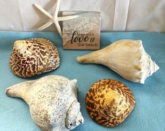 Vintage Conch Seashell Whelk Conch & Vintage Natural Brown Rochia Nilotica Bell Conch-Beach Decor
