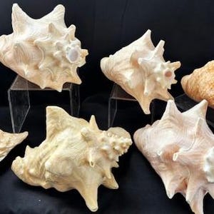 Vintage Large Natural Pink Queen Conch Shells & Whelk Conch Shells, Variety- Sea Shells, Beach Cottage, Coast Beach Décor-Collection