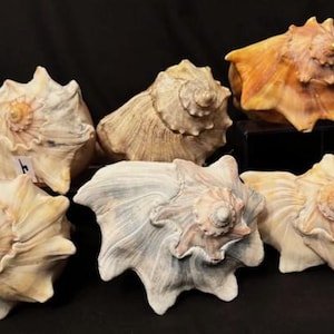 Vintage Variety Collection and Size Large Queen Conch Seashell-Color and Size- Nautical Beach Décor-Shell Collector