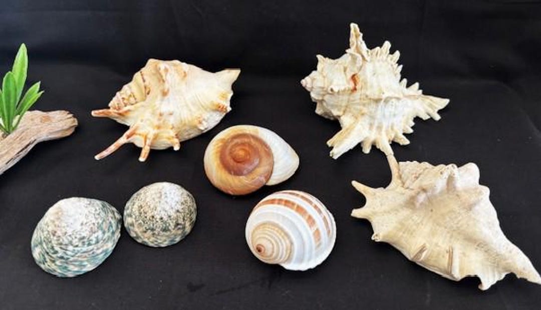 Vintage Conch Shell Spiked Murex Seashell-lambis Spider Conch Shell ...