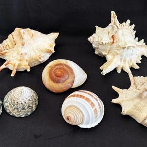 Puede incluir: Una colección de seis conchas marinas de diferentes formas, tamaños y colores. Las conchas están dispuestas sobre una superficie negra. Las conchas incluyen una concha blanca grande con una textura espinosa, una concha blanca más pequeña con una textura lisa, una concha marrón y blanca con un patrón en espiral y tres conchas más pequeñas con un patrón verde y blanco.