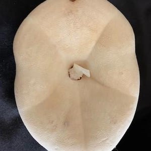 Vintage Conch Shell Spiked Murex Seashell-lambis Spider Conch Shell ...