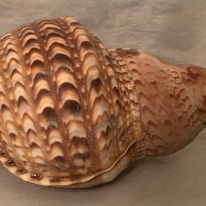 Vintage Rare Large Trumpet Triton Shell "Charonia Tritonis" Seashell -Beach Decor-Beach Cottage