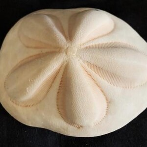 Vintage Conch Shell Spiked Murex Seashell-lambis Spider Conch Shell ...