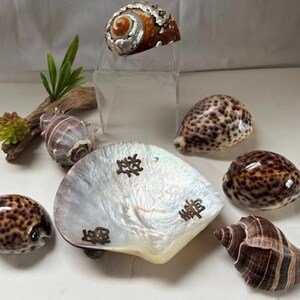 Op de afbeelding: Een verzameling schelpen in verschillende vormen en kleuren. De schelpen omvatten een grote, iriserende parelmoer schelp met Chinese karakters en verschillende kleinere schelpen met bruine en witte patronen. Een klein stukje drijfhout en groen zijn ook aanwezig.