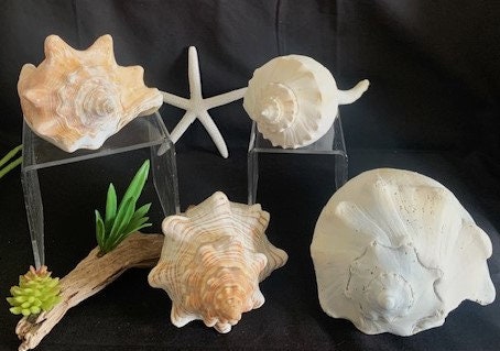 Variety Conch and Whelk Conch Seashell Collection Style and Size ...