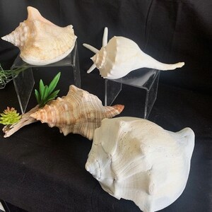 May include: Four seashells of different shapes and sizes. The shells are white and brown with intricate patterns. The shells are displayed on clear acrylic stands.