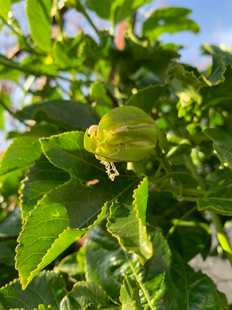 Passiflora Edulis Frederick 2 Pack Potted Vine Plants