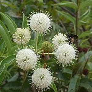 May include: A cluster of spherical white buttonbush flowers with long, thin stamens extending outward, surrounded by green lance-shaped leaves. A small dark insect is perched on one of the round, textured white flower heads in the center.