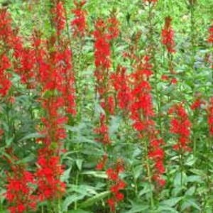 May include: A cluster of red cardinal flowers in bloom. The flowers are tall and slender, with long, narrow petals. The flowers are growing in a garden setting.