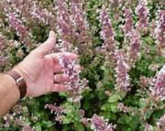 5 Pink Whispurr Nepeta Catmint plants potted