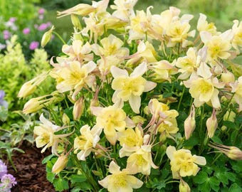 5  Yellow columbine plants