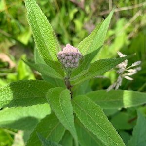 5 Joe Pye weed plants potted