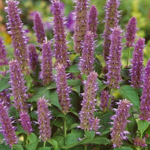May include: A close-up of a cluster of purple flowering plants with green leaves. The flowers are tall and slender, with a delicate, feathery texture.