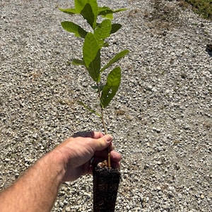 May include: A young chestnut tree sapling with a slender brown stem and vibrant green, serrated leaves. The roots are contained within a dark, rectangular soil plug, showing the plant ready for transplanting into the ground.