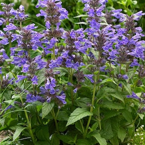 May include: A close-up of a cluster of purple catmint flowers in full bloom. The flowers are a vibrant shade of purple and are clustered together on tall, green stems. The leaves are a deep green color and provide a lush backdrop.