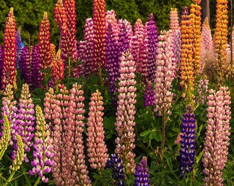 5 Russell Mix Lupine plants in 3 Inch pots.