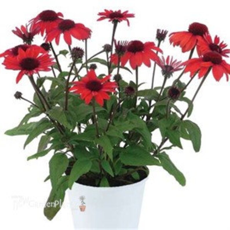 5 Panama Red Coneflower Plants Potted. Etsy