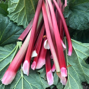 May include: A bunch of fresh, red rhubarb stalks with pink tips, arranged on top of large green leaves.