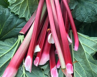 3 Potted Rhubarb plants